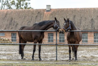Two bay horses in a paddock on a farm in eastern Poland in Europe