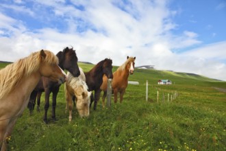 Iceland in the summer. Herd of beautiful horses. Well-groomed horses grazing in a meadow near the