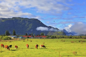 Orange and black cows graze on green pasture. Rural idyll in Chilean Patagonia
