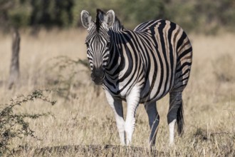 Plains zebra (Equus quagga), Mahango-Area, Bwabwate National Park, Caprivi, Zambezi Region Namibia