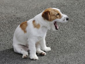 Typical puppy Jack Russell Terrier in the spring garden