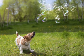 Dog breed jack russell looks at soap bubbles on green grass. Beautiful dog in nature