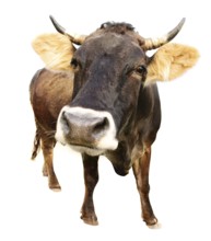 Distorted brown cow isoalated on white background