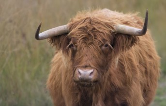 Scottish Highland cow in a nature reserve Scottish Highland cattle in a nature reserve