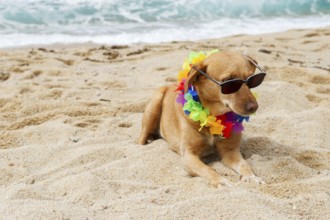 Relaxing dog at the beach with flowers garland