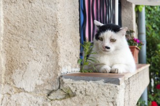 White cat on the balcony outdoor