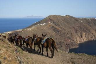 Donkey on the crater rim, Santorini Island (Thira), Cyclades, Greek Islands, Greece, Europe