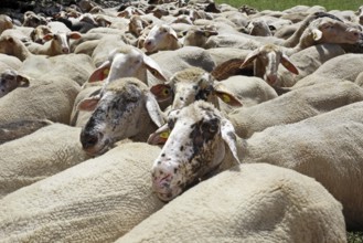 Flock of sheep