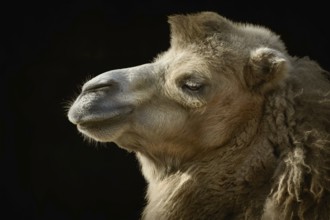 Close up Portrait of Camel over the Dark Background Varna, Bulgaria, Europe