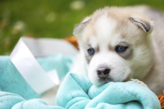 Cute Siberian husky puppy with blue eyes close-up