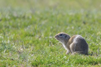 Souslik (Spermophilus citellus) European ground squirrel in the natural environment