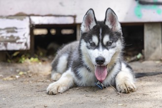 Ground level view of a young Husky dog lying outdoors on a leash. Medium breed Spitz puppy looking