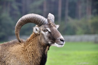 Mouflon clouse-up, in captivity