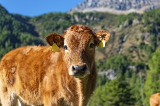 Close-up of a veal in a prairie
