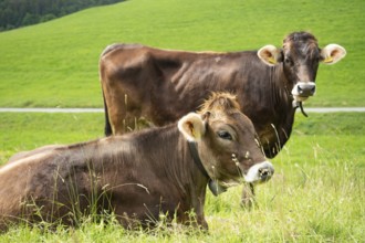 In the Swiss Jura mountains, cows usually are often kept on paddocks outside. Situation with two