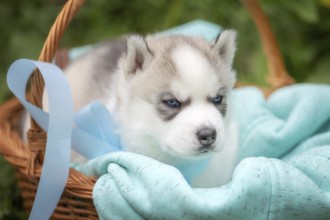 Cute Siberian husky puppy with blue eyes in the basket