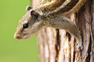 Small chipmunk sitting on tree closeup