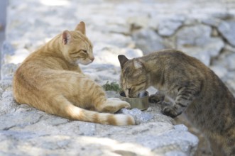 Cats in Crete drinking water, Greece, Europe