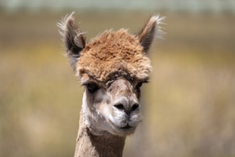 An image of an Alpaca animal in New Zealand