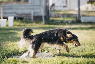 A dog moving energetically through grass with water droplets in motion