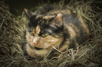A domestic cat resting in the hay Daugavpils, Latvia, Europe