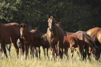 Foals and mares in the meadow at dawn, Poland, Europe