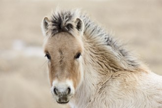 Young Colt Canada Saskatchewan Close Up Winter