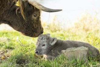 Highland cattle, Mother cow with calf