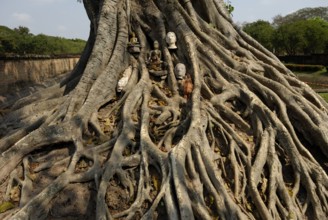 Buddha sculptures in tree roots in Wat Si Sawai, Sukhothai Historical Park, Sukhothai, Thailand,
