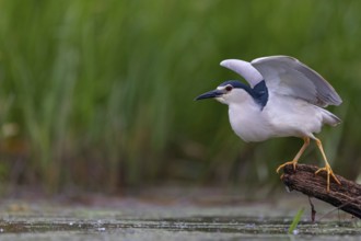 Black-crowned black crowned night heron (Nycticorax nycticorax), Bihoreau gris, HÈron bihoreau,