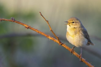 Willow Warbler, Willow Warbler, Phylloscopus trochilus, Pouillot fitis, Mosquitero Musical,