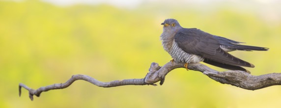 Common cuckoo (Cuculus canorus), Coucou gris, Cuco Europeo, Cuco Común, Ast, branch, Ormoz area,