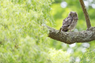 Spotted eagle-owl (Bubo africanus), Grand-duc africain, Wakkerstrom surroundings, Wakkerstrom,
