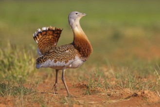 Great bustard (Otis tarda), Outarde barbue, Avutarda Común, Spain, Toledo, Hides De Calera / Great