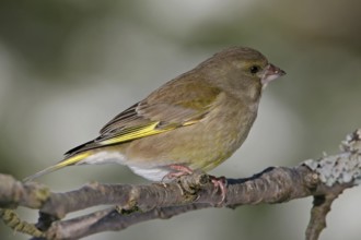 Greenfinch, Greenfinch, European Greenfinch, Western Greenfinch, Carduelis chloris, (Chloris