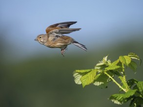 Linnet, Common Linnet, Eurasian Linnet, (Carduelis cannabin), (Acanthis cannabina), Linotte