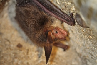 Bechstein's bat (Myotis bechsteinii)