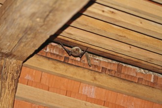 Greater mouse-eared bat (Myotis myotis)