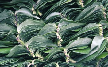 Well-Packed, decomposed leaves of Ceylon's tea after a morning of picking tea. Kandy, Sri Lanka.