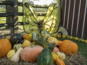 A pile of pumpkins and ornamental gourds in the garden, flanked by large decorative wings, borken,
