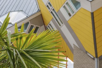 Detail of a house facade with a green palm tree in the foreground, rotterdam, the netherlands