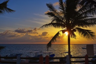 Riviera Maya sunrise beach palm tree at Mayan Mexico
