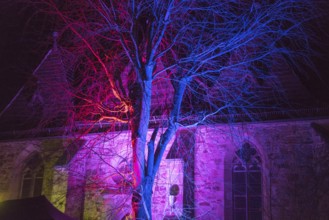 Colorful illuminated tree, Trendelburg, Weser Uplands, Weserbergland, Hesse, Germany, Europe