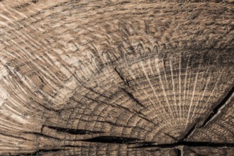 Vintage brown natural wooden board