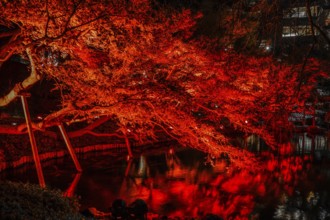 Autumn colors light up the Japanese garden. Shooting Location: Tokyo metropolitan area