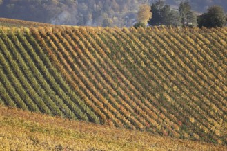 Vineyards in Autumn, View from the Wartberg, Heilbronn, Baden-Württemberg, Germany, Europe