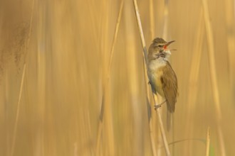Reed warbler, (Acrocephalus arundinaceus), reedbed perch, biotope, habitat, animals, birds,