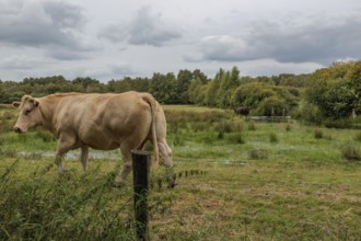 Cow on a wide, green pasture in a partly cloudy sky, Eibergen, Gelderland, Netherlands