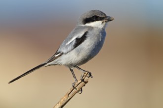 Mediterranean Grey Shrike, Mediterranean Grey Shrike, Great Grey Shrike, (Lanius excubitor