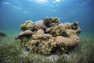 Vibrant coral reef surrounded by clear blue water and sea grass, showcasing diverse marine life,